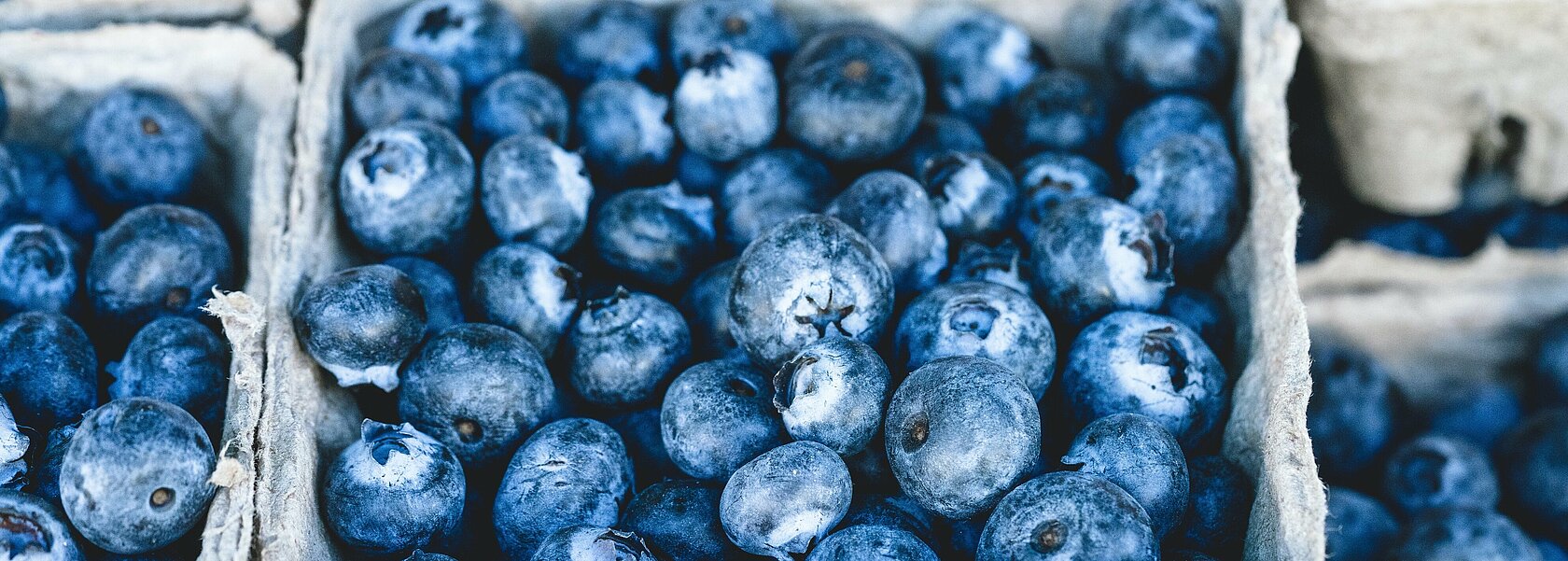 Schalen Heidelbeeren