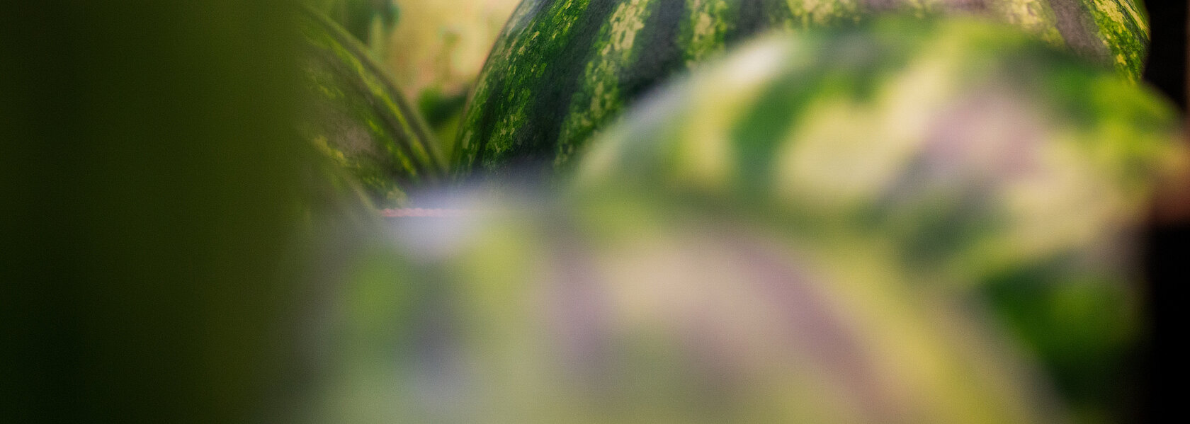 Wassermelone