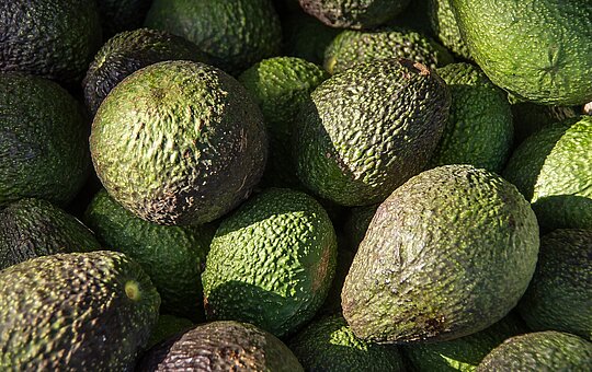 Avocado